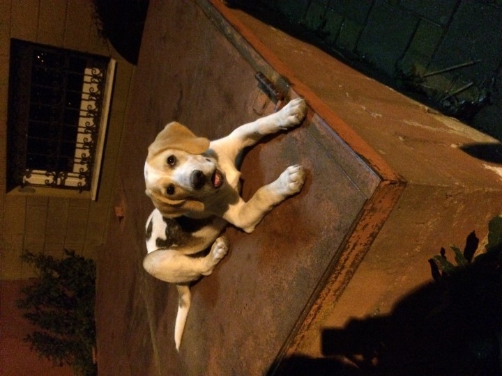 Пропал щенок