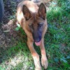 Найдена немецкая овчарка