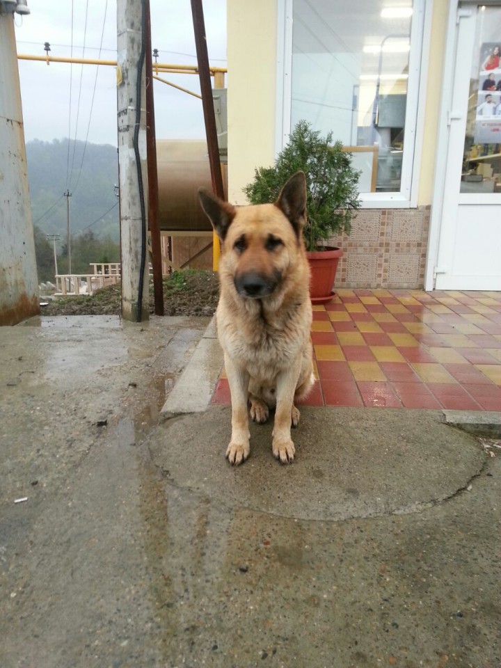 Найден кобель - немецкая овчарка