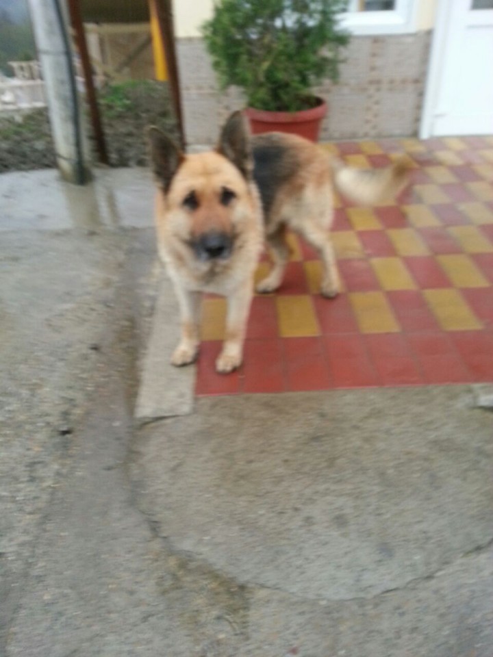 Найден кобель - немецкая овчарка