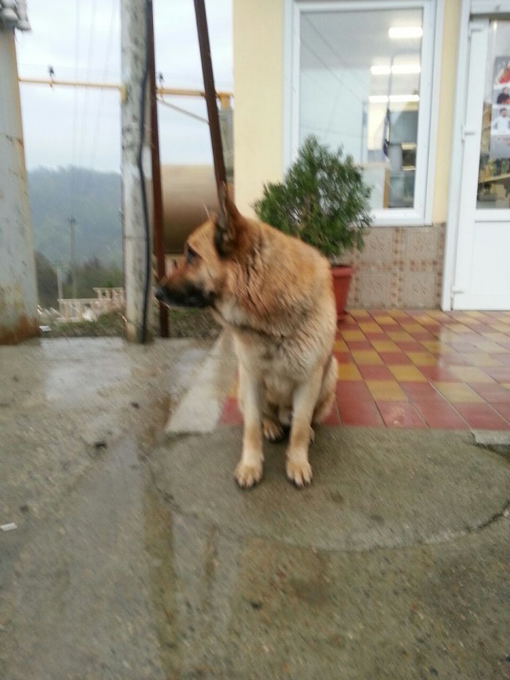 Найден кобель - немецкая овчарка