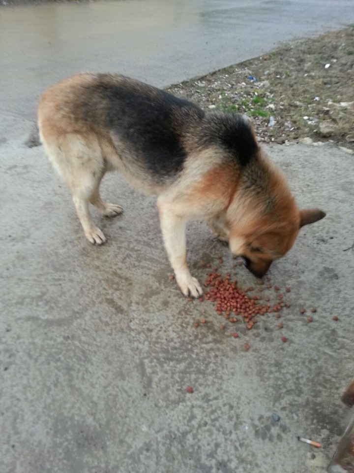 Найден кобель - немецкая овчарка