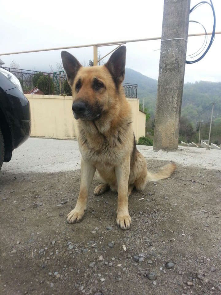Найден кобель - немецкая овчарка