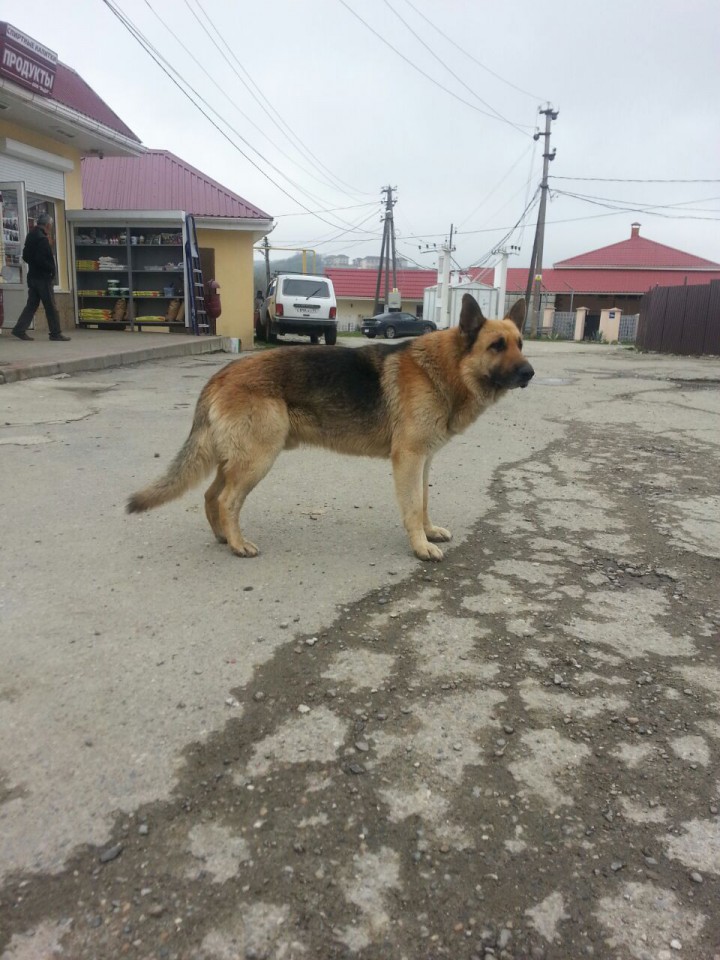 Найден кобель - немецкая овчарка
