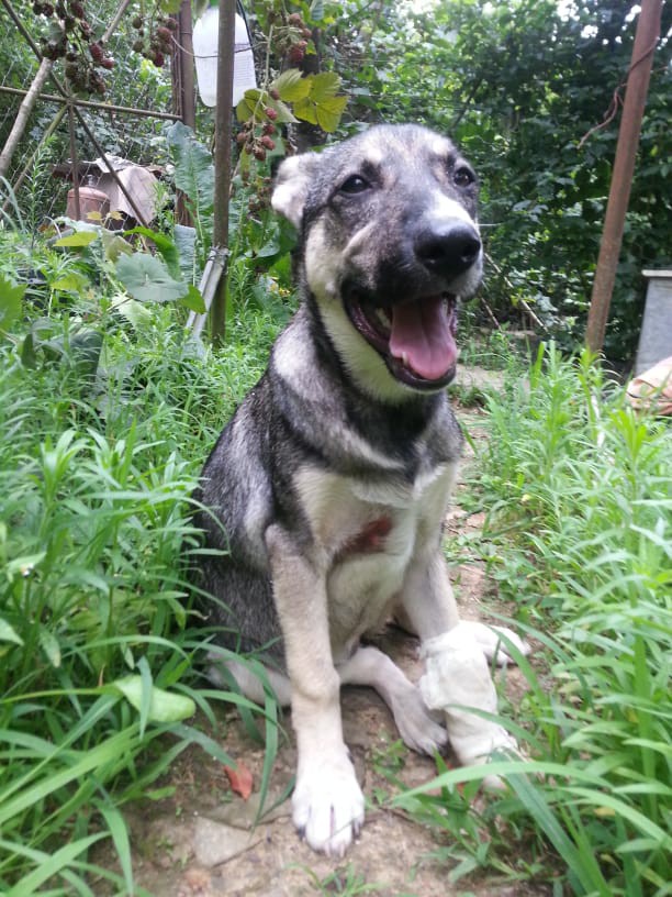 Собака в добрые руки