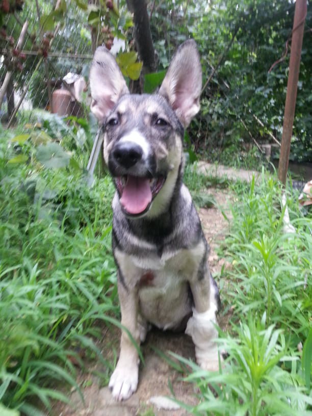 Собака в добрые руки