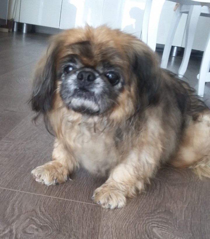 нашлась собака. кто потерял?