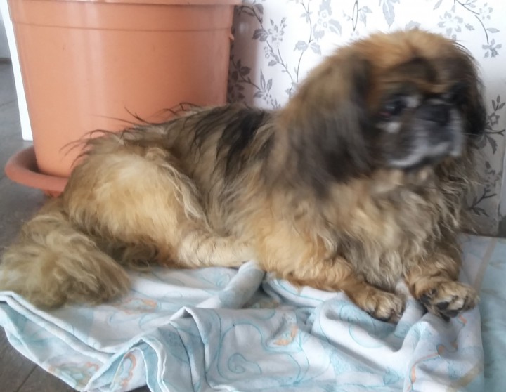 нашлась собака. кто потерял?