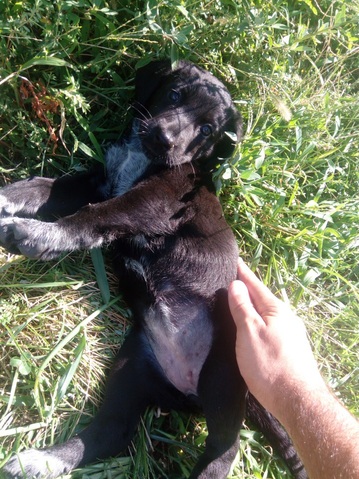 ЩЕНОК В ДОБРЫЕ РУКИ