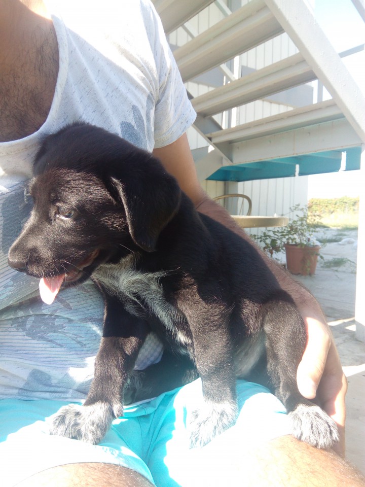 ЩЕНОК В ДОБРЫЕ РУКИ