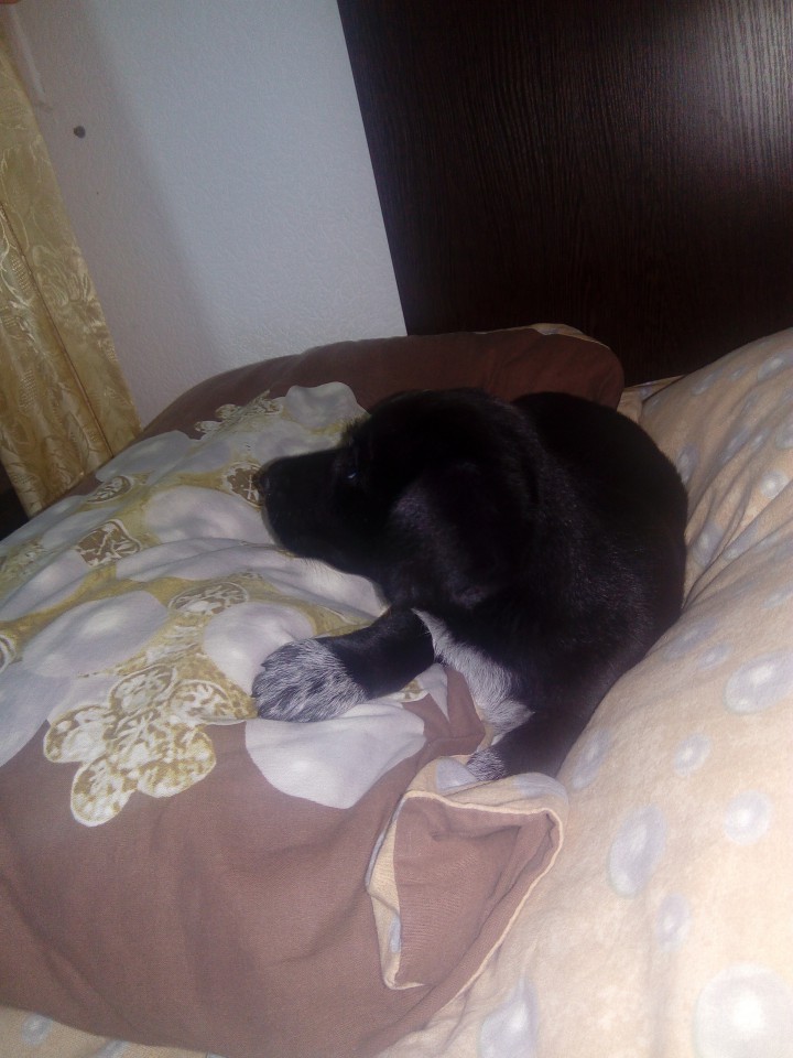 ЩЕНОК В ДОБРЫЕ РУКИ