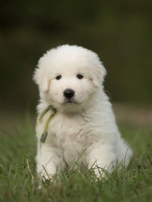 Щенки мареммо-абруцкой овчарки