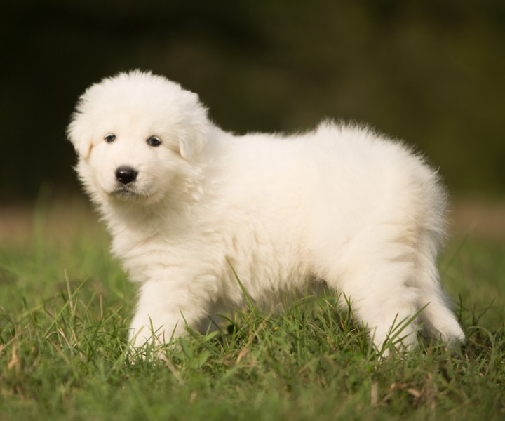 Щенки мареммо-абруцкой овчарки