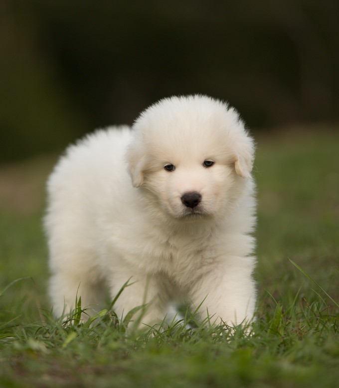 Щенки мареммо-абруцкой овчарки