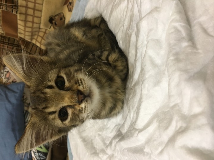 Пропал котёнок!!!