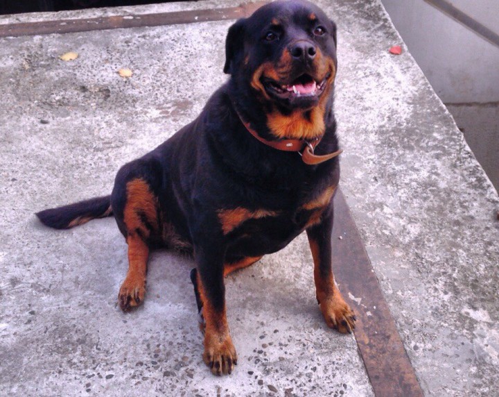 В добрые руки!