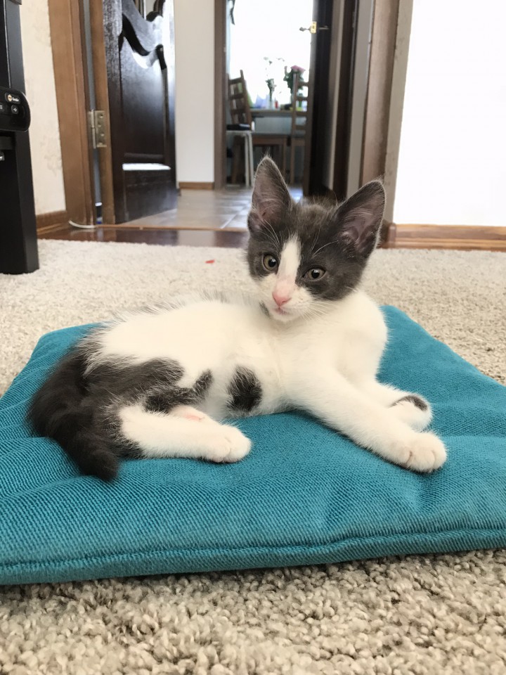 Котёнок ищет дом