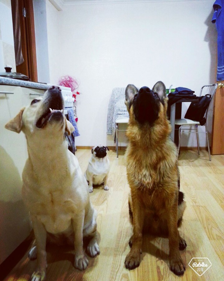 ПРОПАЛ КОБЕЛЬ НЕМЕЦКОЙ ОВЧАРКИ 