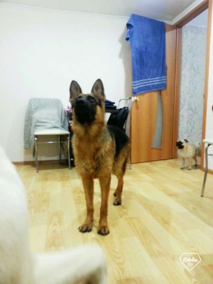 ПРОПАЛ КОБЕЛЬ НЕМЕЦКОЙ ОВЧАРКИ 