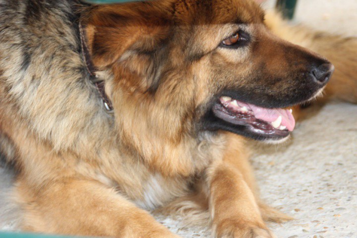 Пропала овчарка