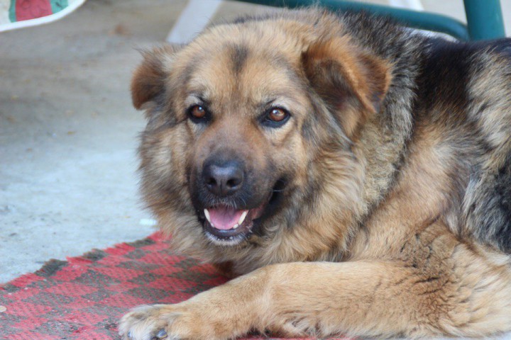Пропала овчарка