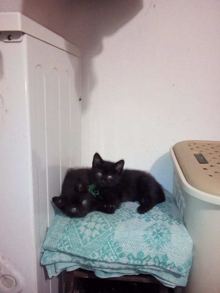 Заберите котят