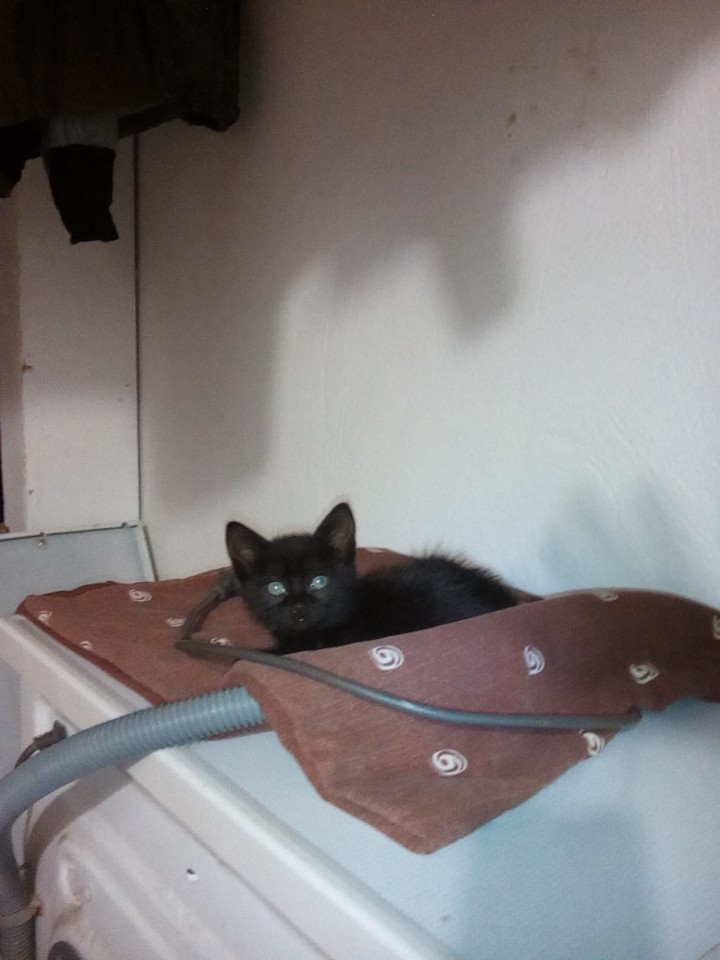 Заберите котят