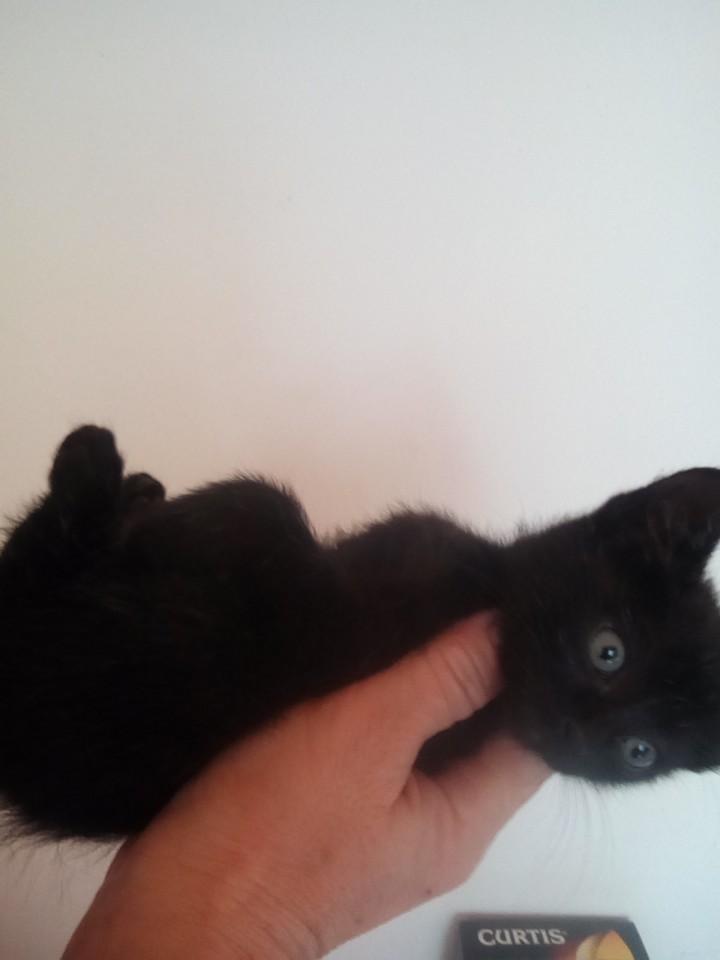 Заберите котят