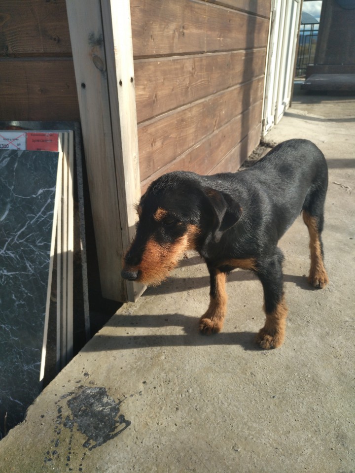 Найден Ягдтерьер