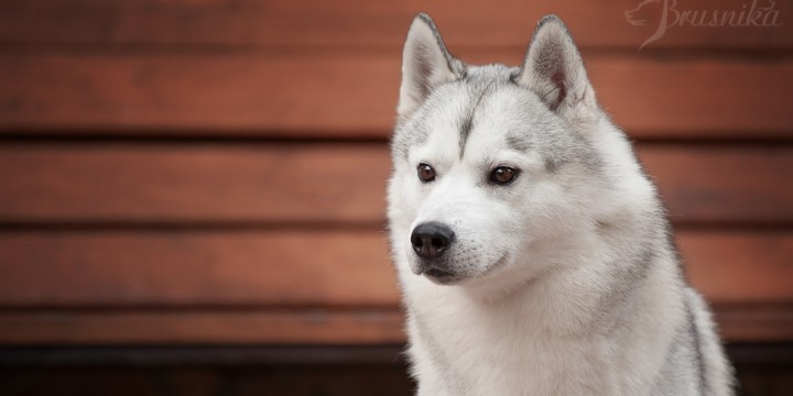 Найдена собака Хаски 