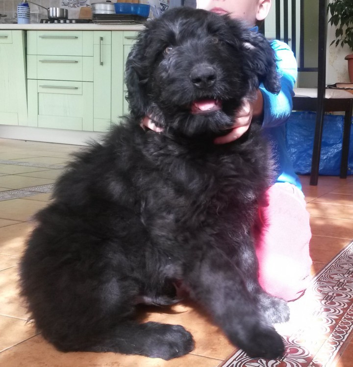 Нужна перевозка для собаки