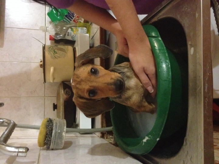 Пропала собака