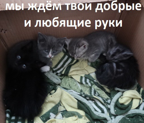 Антистресс! Котята даром!
