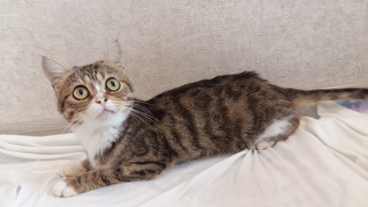 Кошечка в самые добрые руки