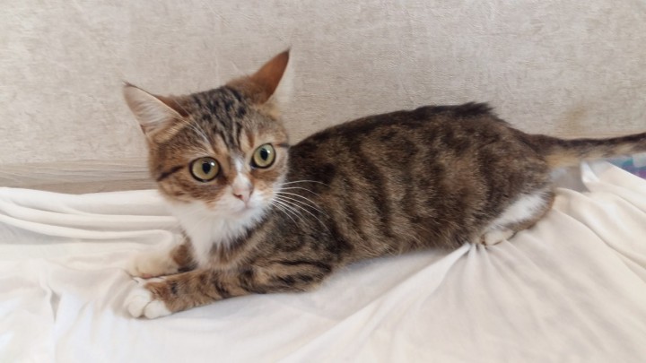 Кошечка в самые добрые руки