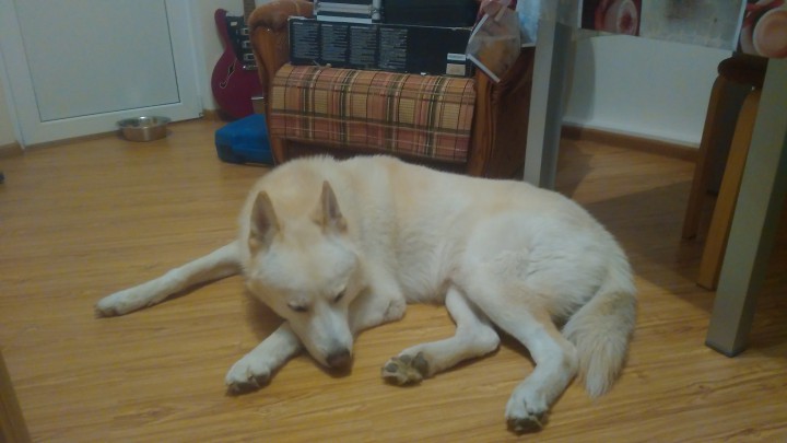 ПРОПАЛ ДОМАШНИЙ ЛЮБИМЕЦ