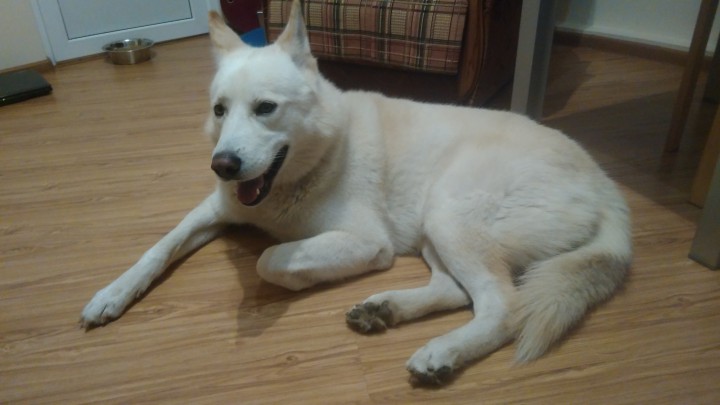 ПРОПАЛ ДОМАШНИЙ ЛЮБИМЕЦ