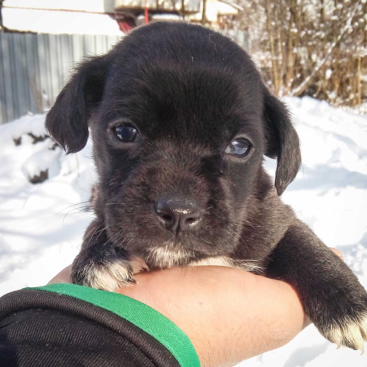 спасенные щенки ищут теплый дом и ответственного и любящего хозя