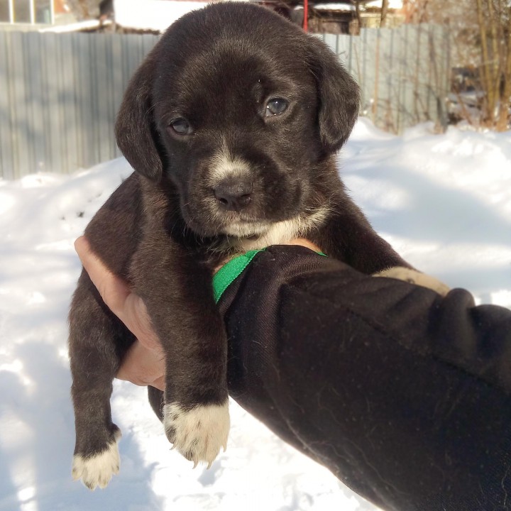 спасенные щенки ищут теплый дом и ответственного и любящего хозя