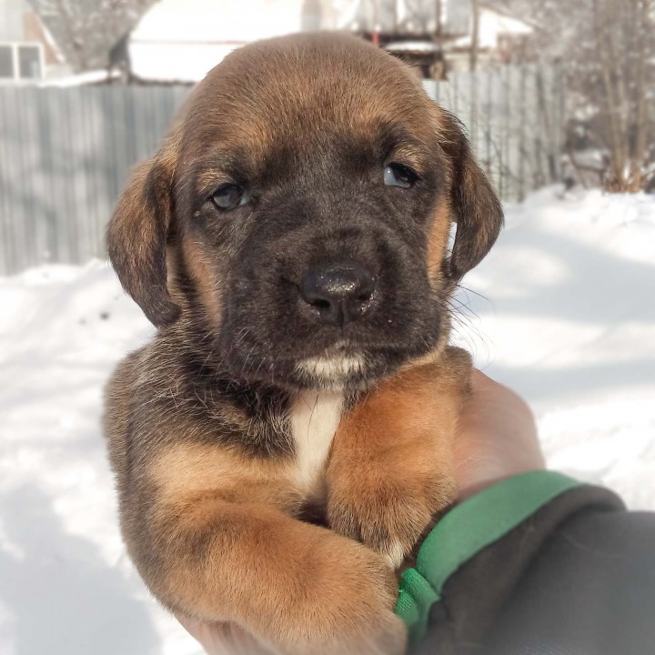 спасенные щенки ищут теплый дом и ответственного и любящего хозя