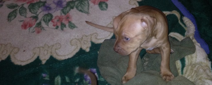 Питбульчики 