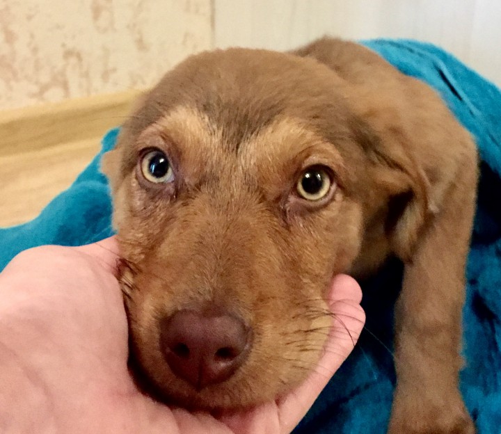 Щенок с уникальными глазами