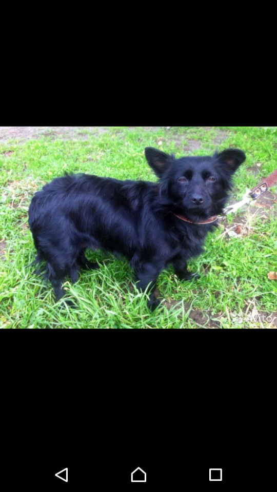 Маленькая собачка ищет дом 