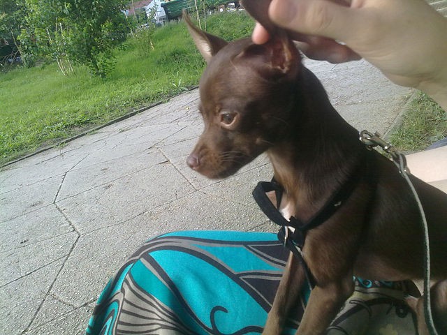 Пропала собака