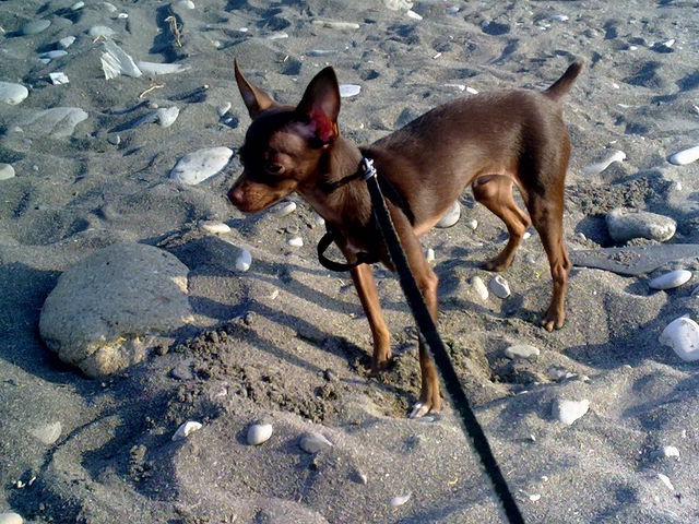 Пропала собака