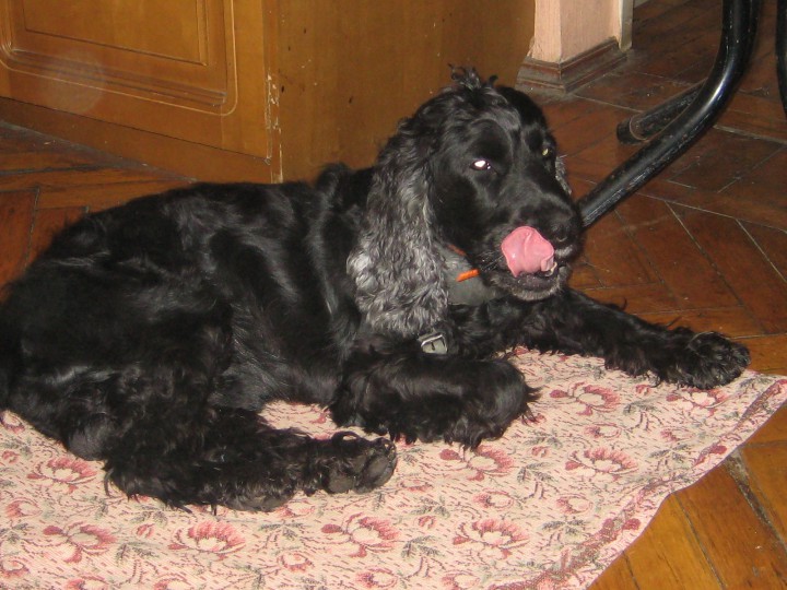 Пропала собака кокер-спаниель