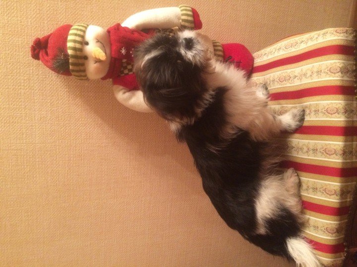 Найдена собака