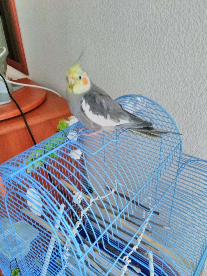 Потерялся попугай!!!!!