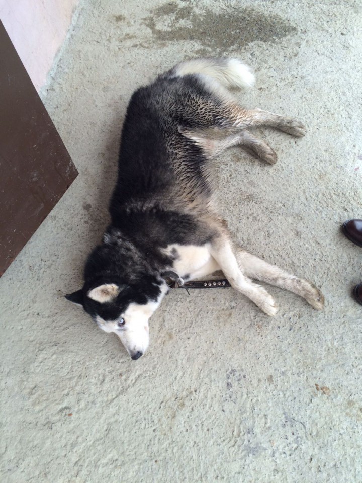 Найдена собака породы Хаски , мальчик 