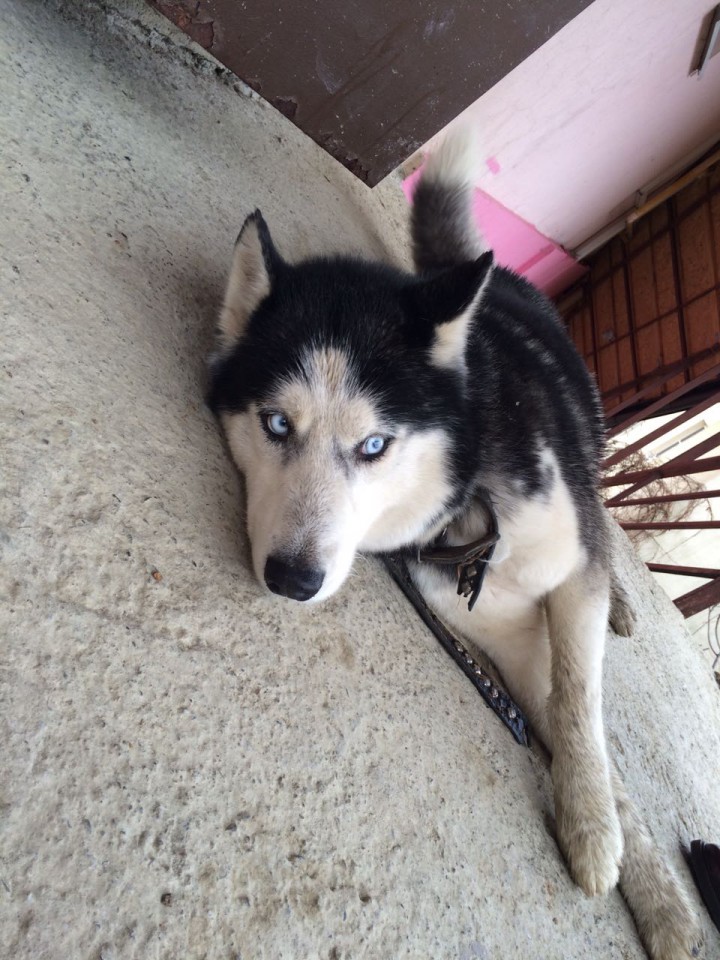 Найдена собака породы Хаски , мальчик 
